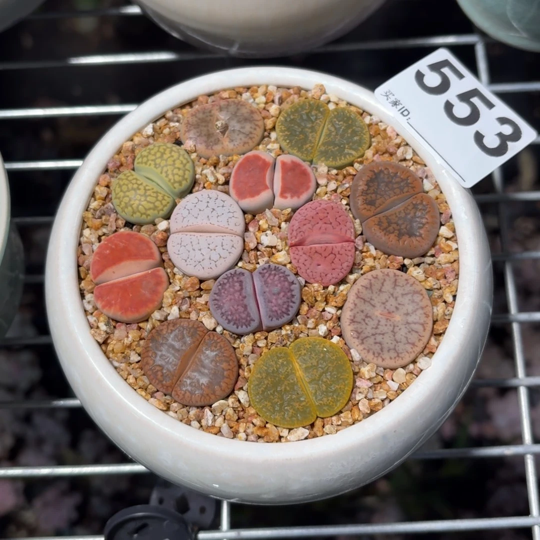 瑶****生石花多肉带盆发货553