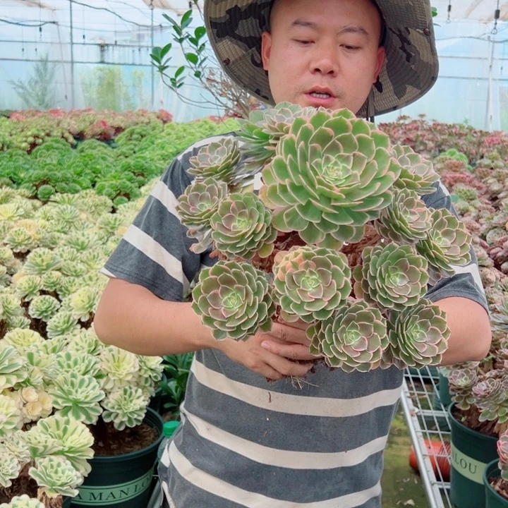 大颗粉花妖多肉法师