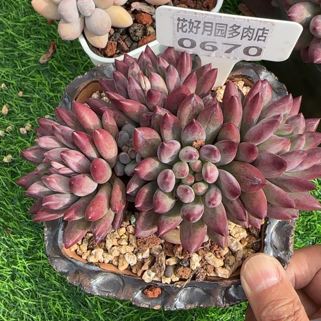 天****?多肉植物0670不带盆