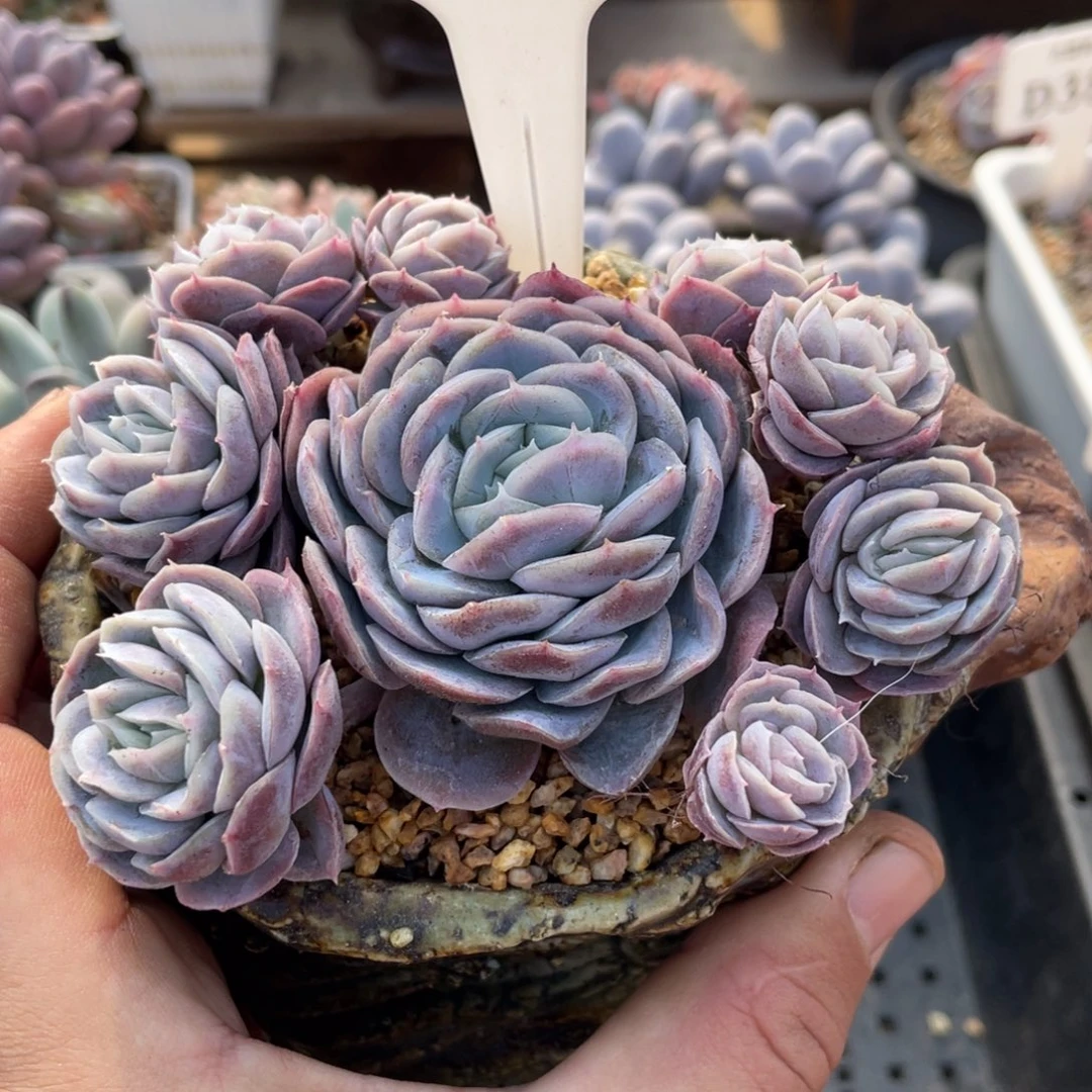 0233西娜不带盆11厘米