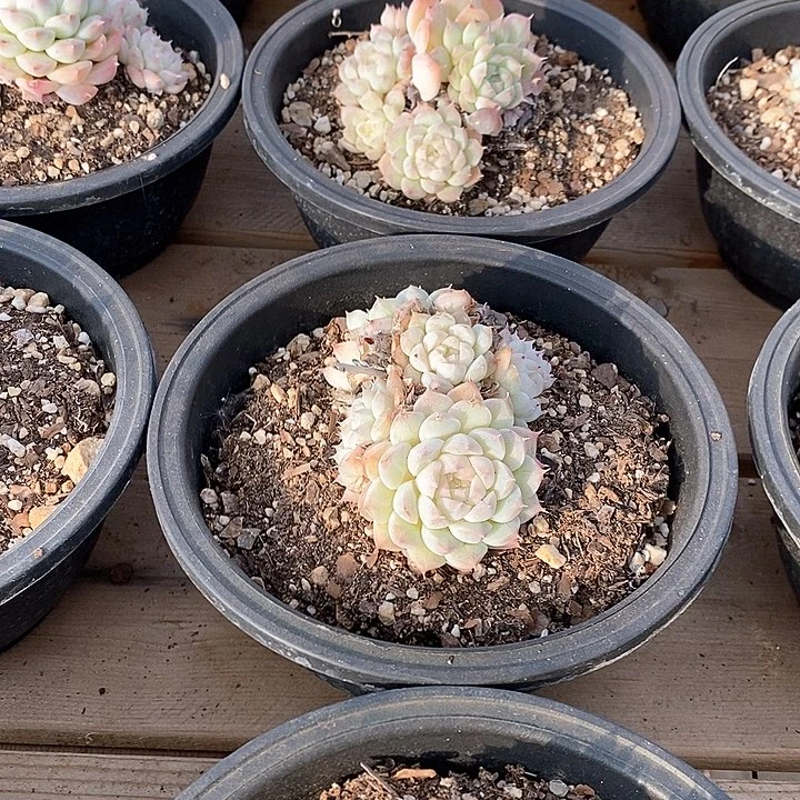 36阿尔巴美妮群生不包整 福利多多