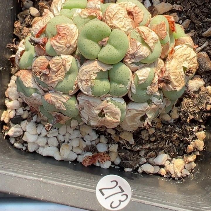 *****273好111111111111111