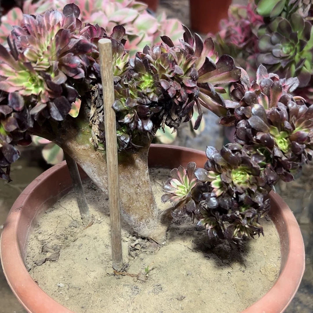 多肉25植物黑铜白缀花