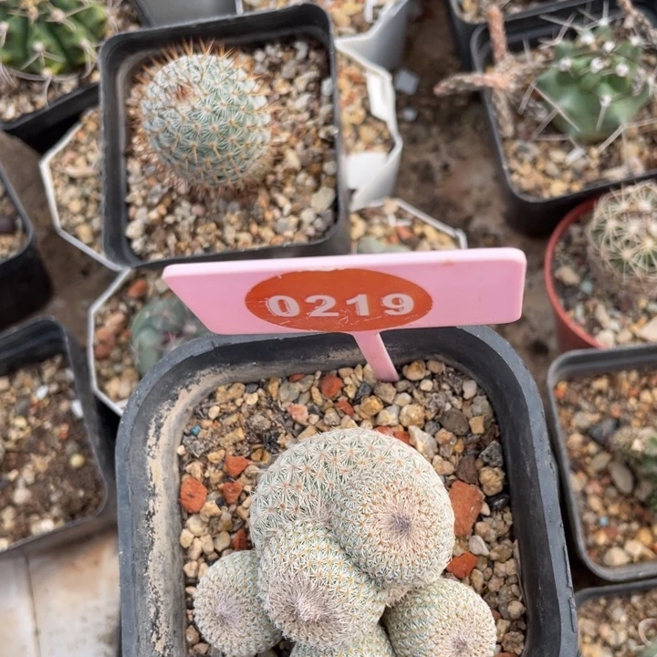 丸***酱月世界一棵021900000