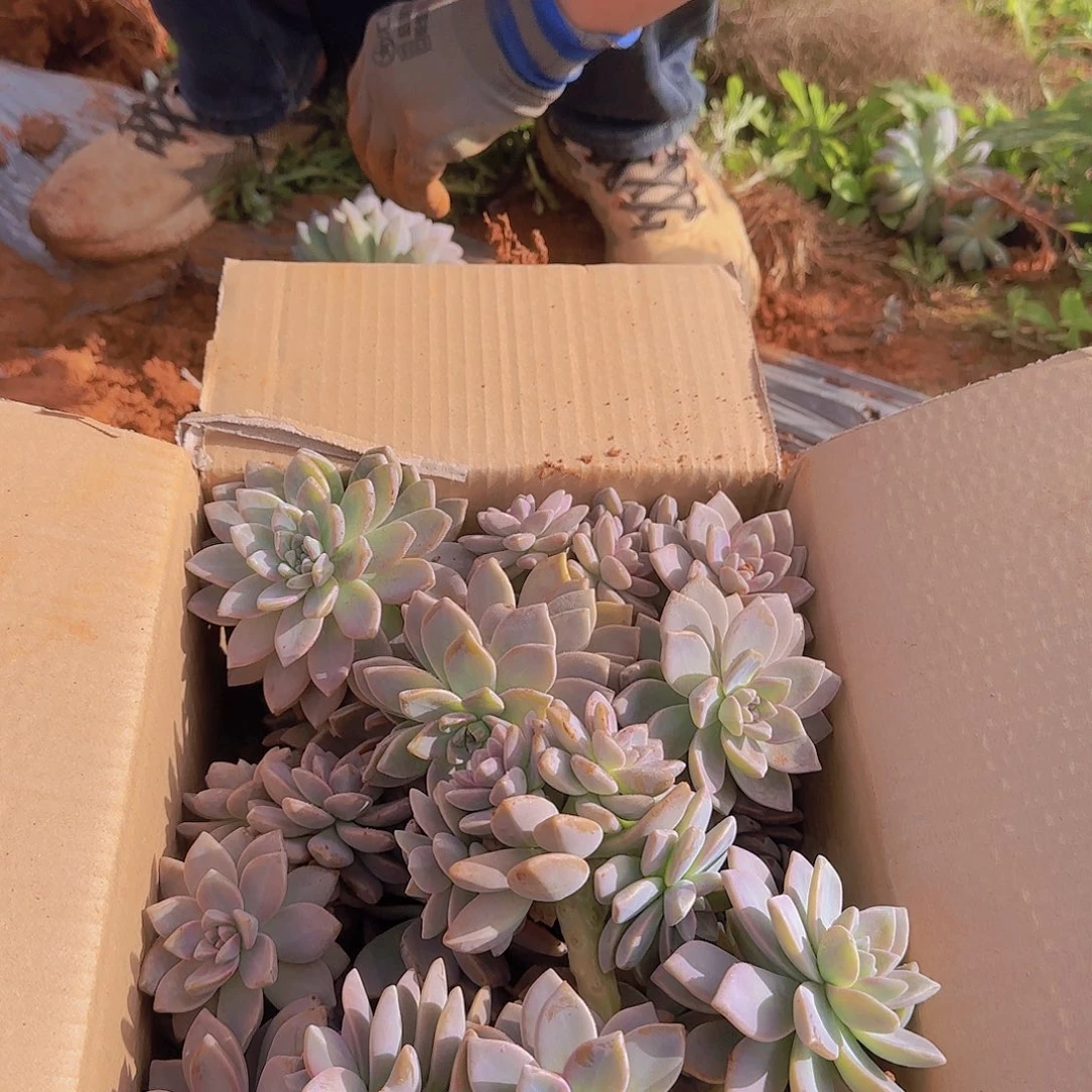 箱拍淡雪多肉轻微断肢不售后看好在拍