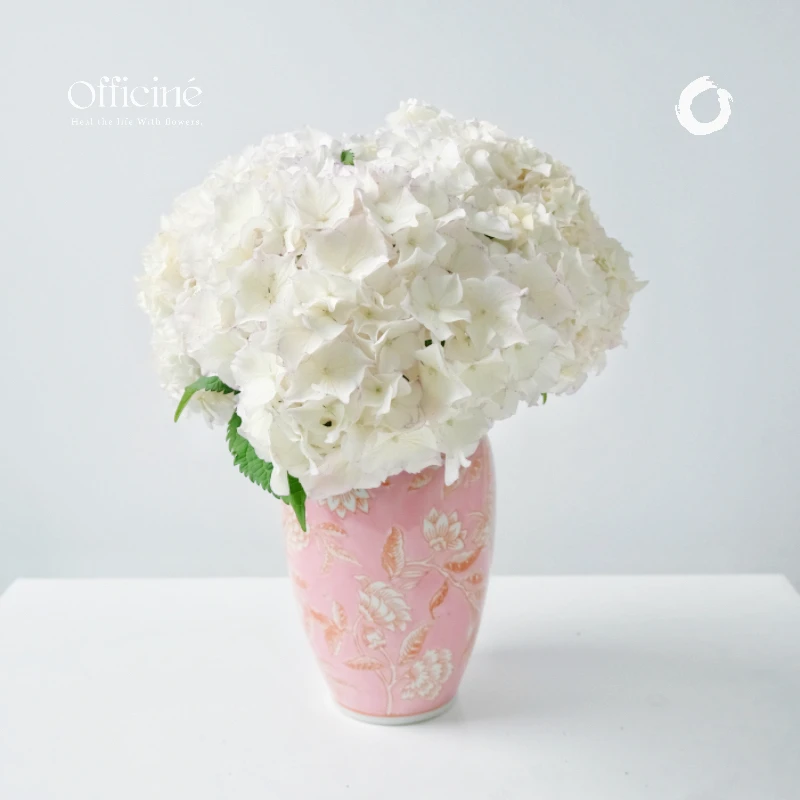 绣球 阳春雪 Officine美好花市基地直采鲜切花云南顺丰空运