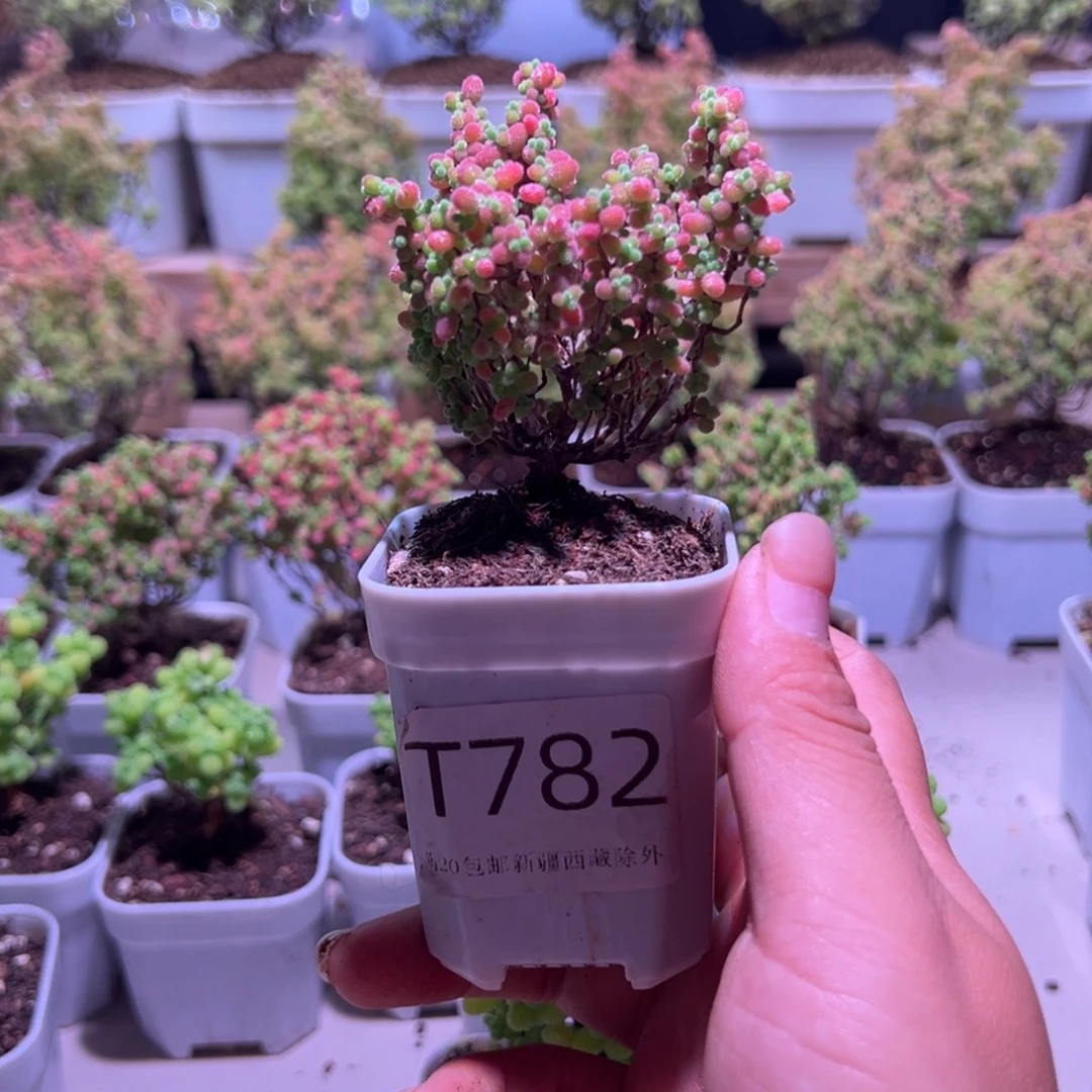 淡***雪782蜜橘带盆土发货一物一拍