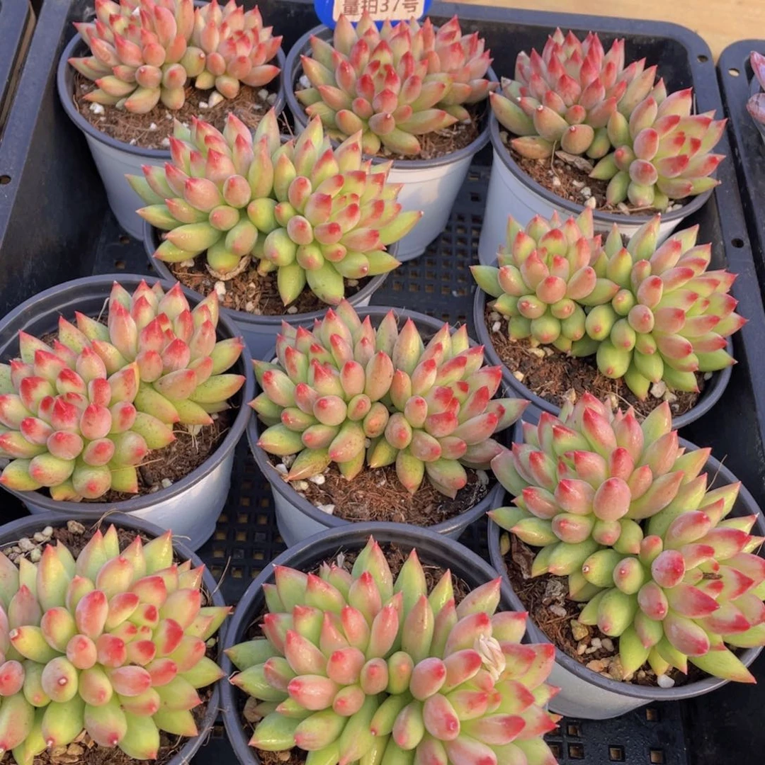 量拍37号 岩字大双头一个