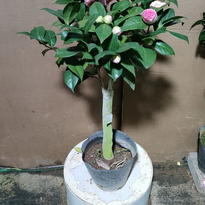 770心愿，原盆原土发货，不包邮