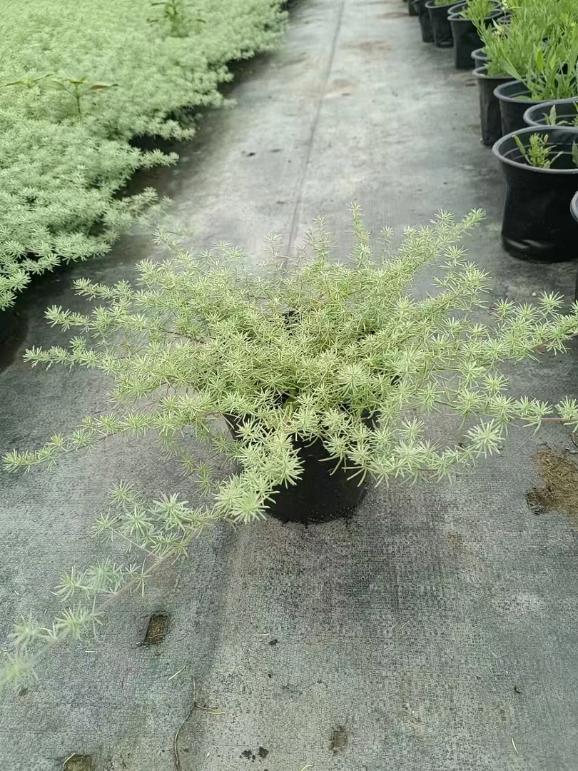 鹦鹉嘴盆栽银色垂吊花卉 加那利百脉根 庭院阳台奇趣垂藤开花植物