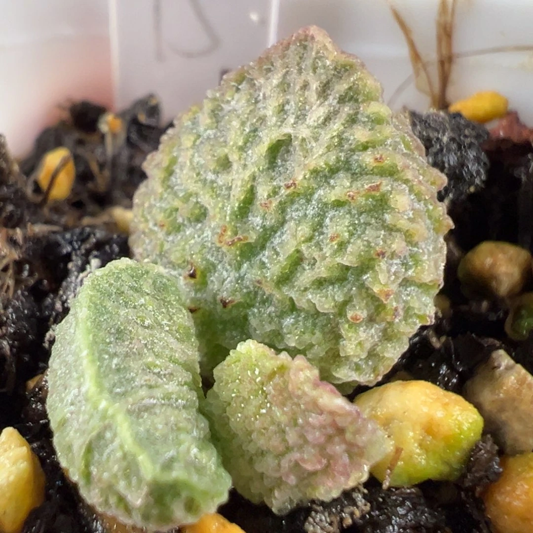 w大鱼海棠多肉植物水泡