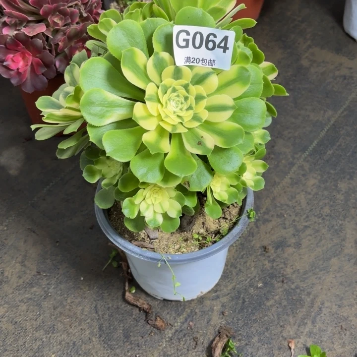瑞妈多肉园艺064辛尼亚，
