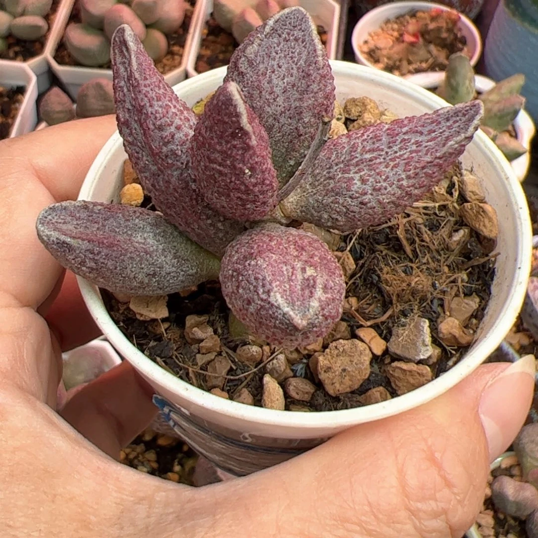 芸****财神。