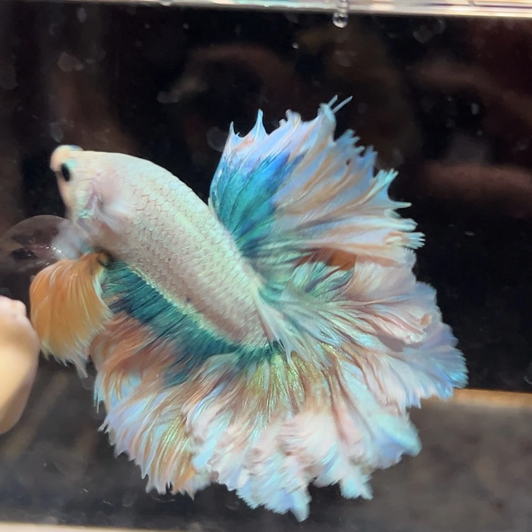 斗鱼24号梵高油画羽毛促销价