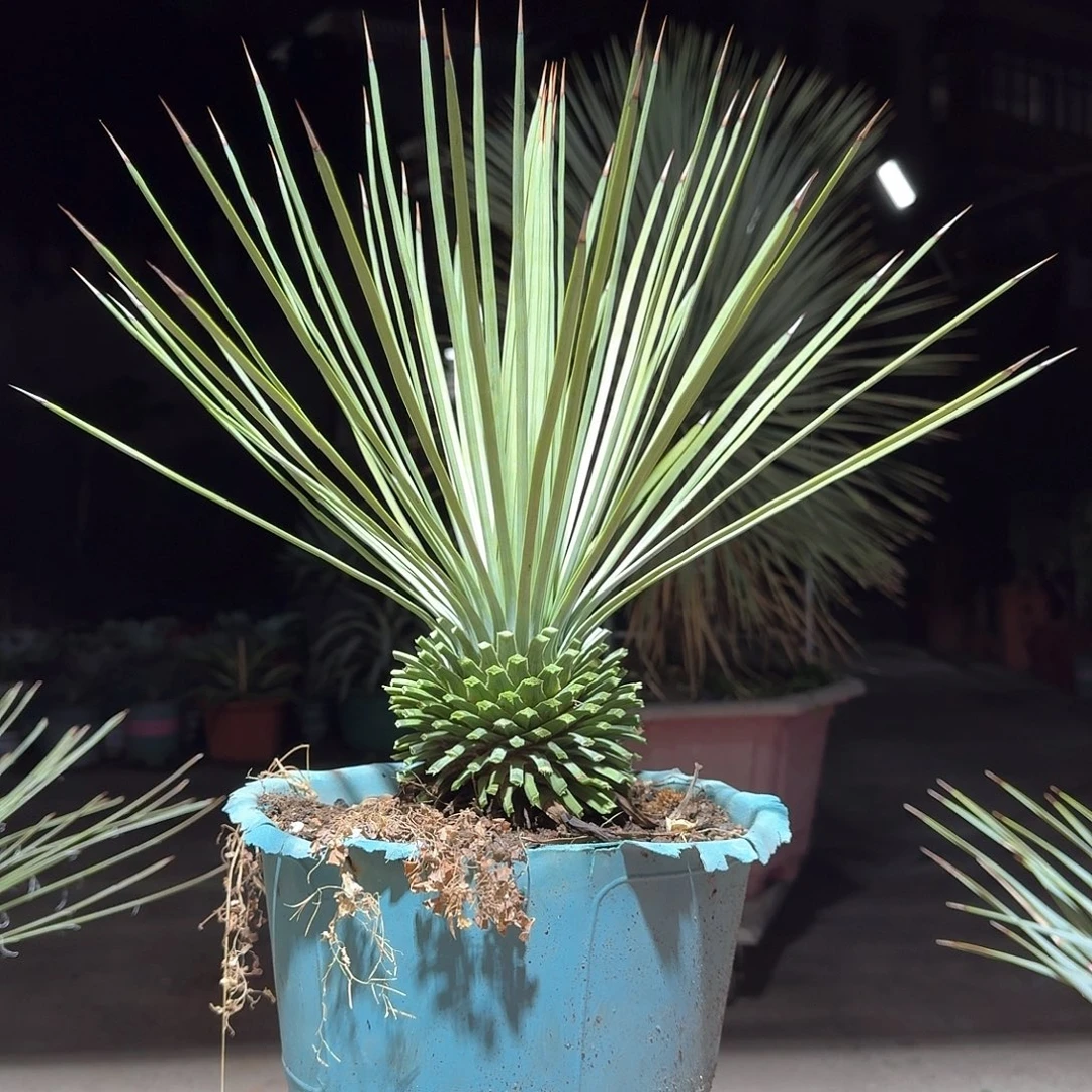 完全开放吹上龙舌兰