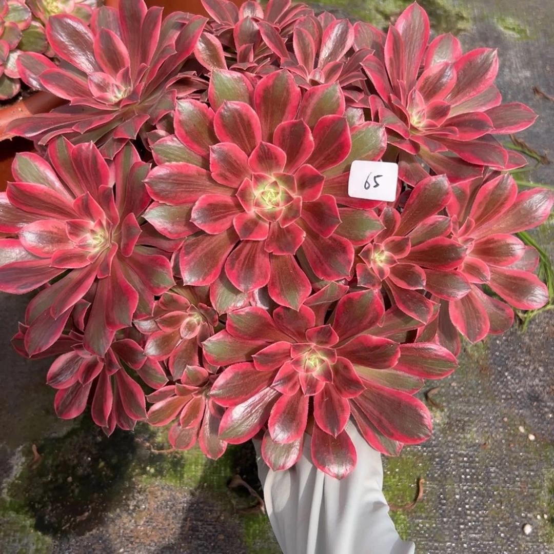 65幻沙多肉植物系