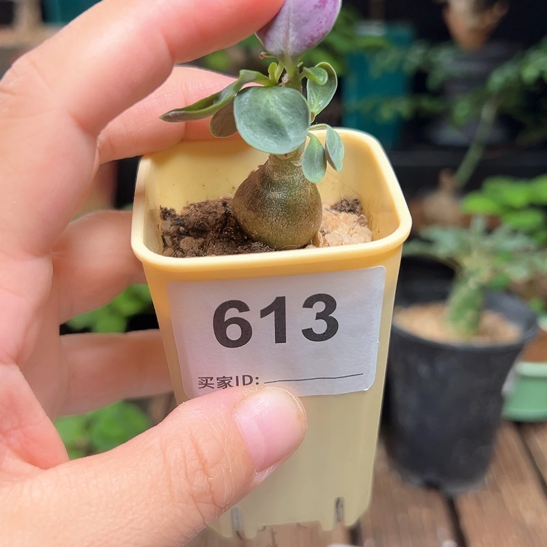美尻厚敦菊带盆包邮