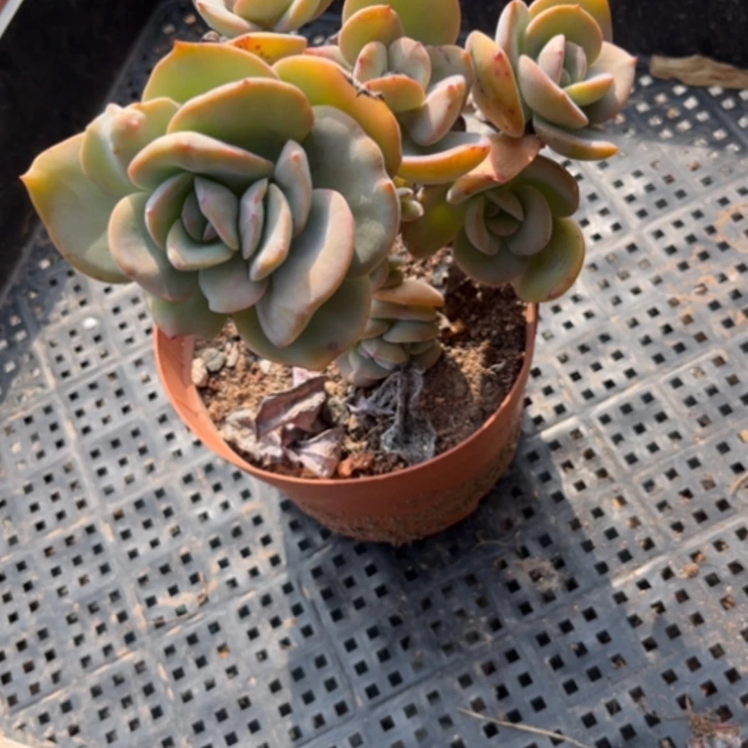 【闪购商品】徐*白凤