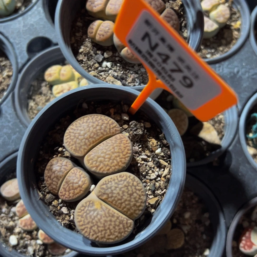 479 一物一拍，默认有伤，介意勿拍，不退不换