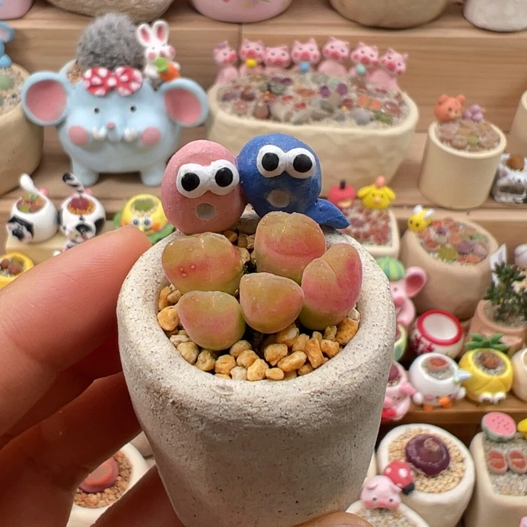 多肉植物48号毛翠滴