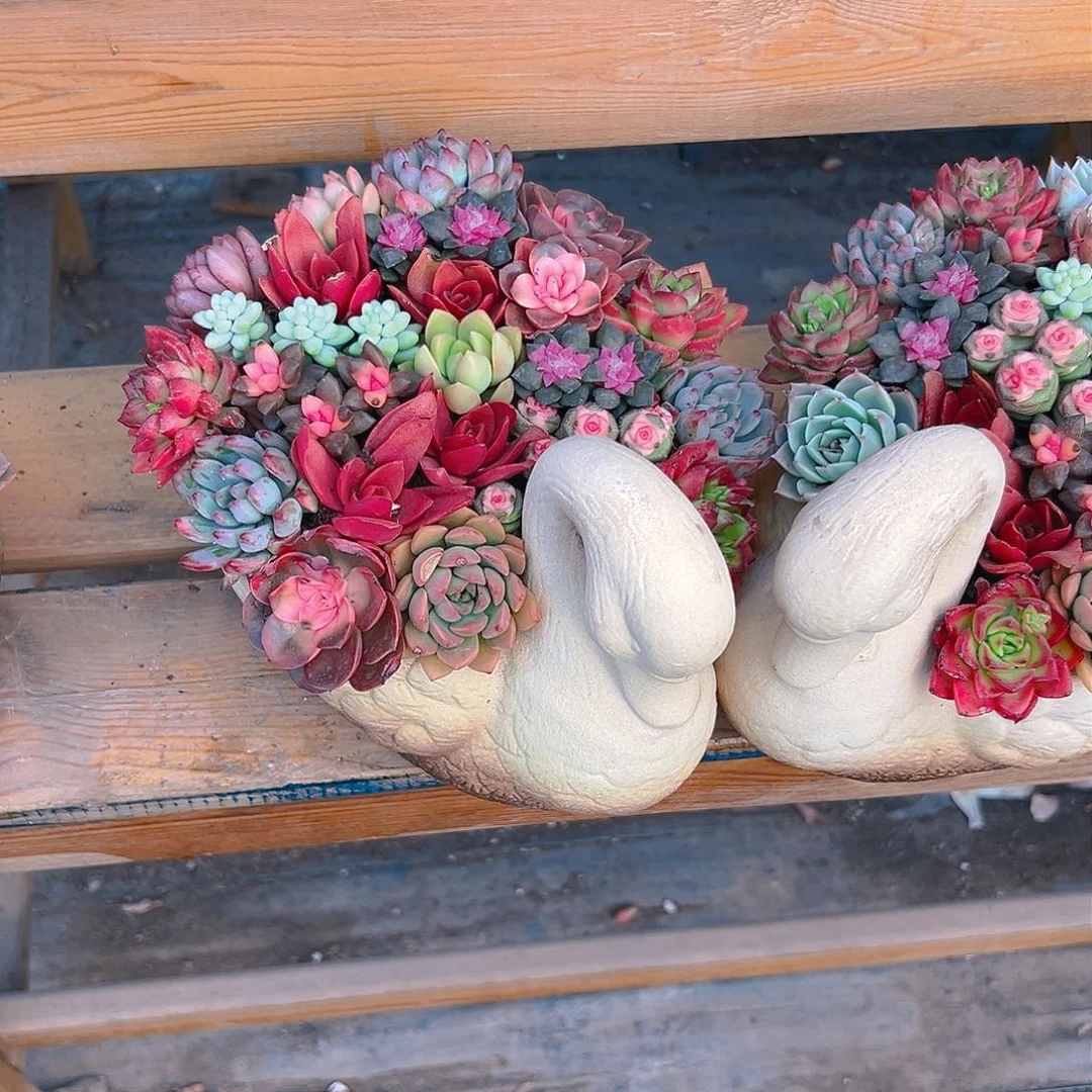 天蛾多肉组合玫瑰