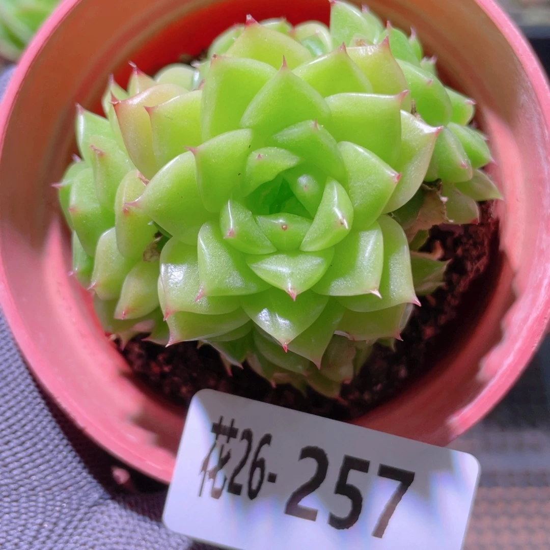 花利美26-257麦秆群