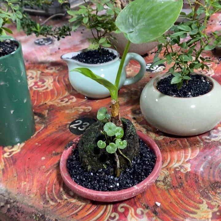 开***巴无花朵退款拉黑拉黑174