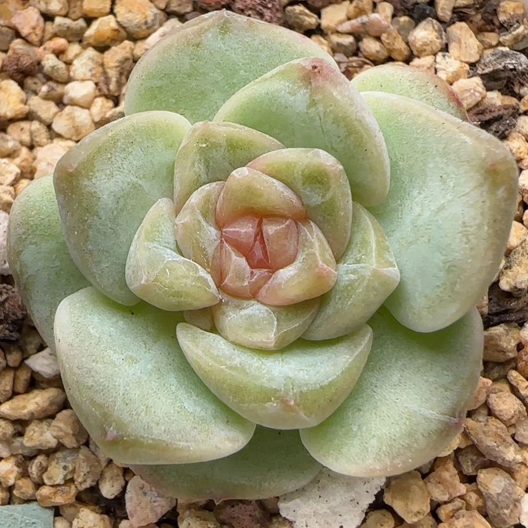 【满39包邮非偏远】189