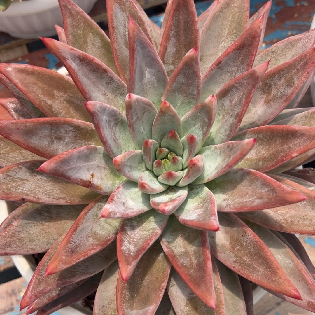 多肉植物一物一拍60