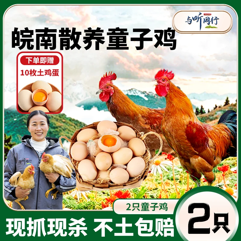 【拍一发三】与听同行孩子爱吃高山散养皖南童子鸡（仔公鸡） 不含冰