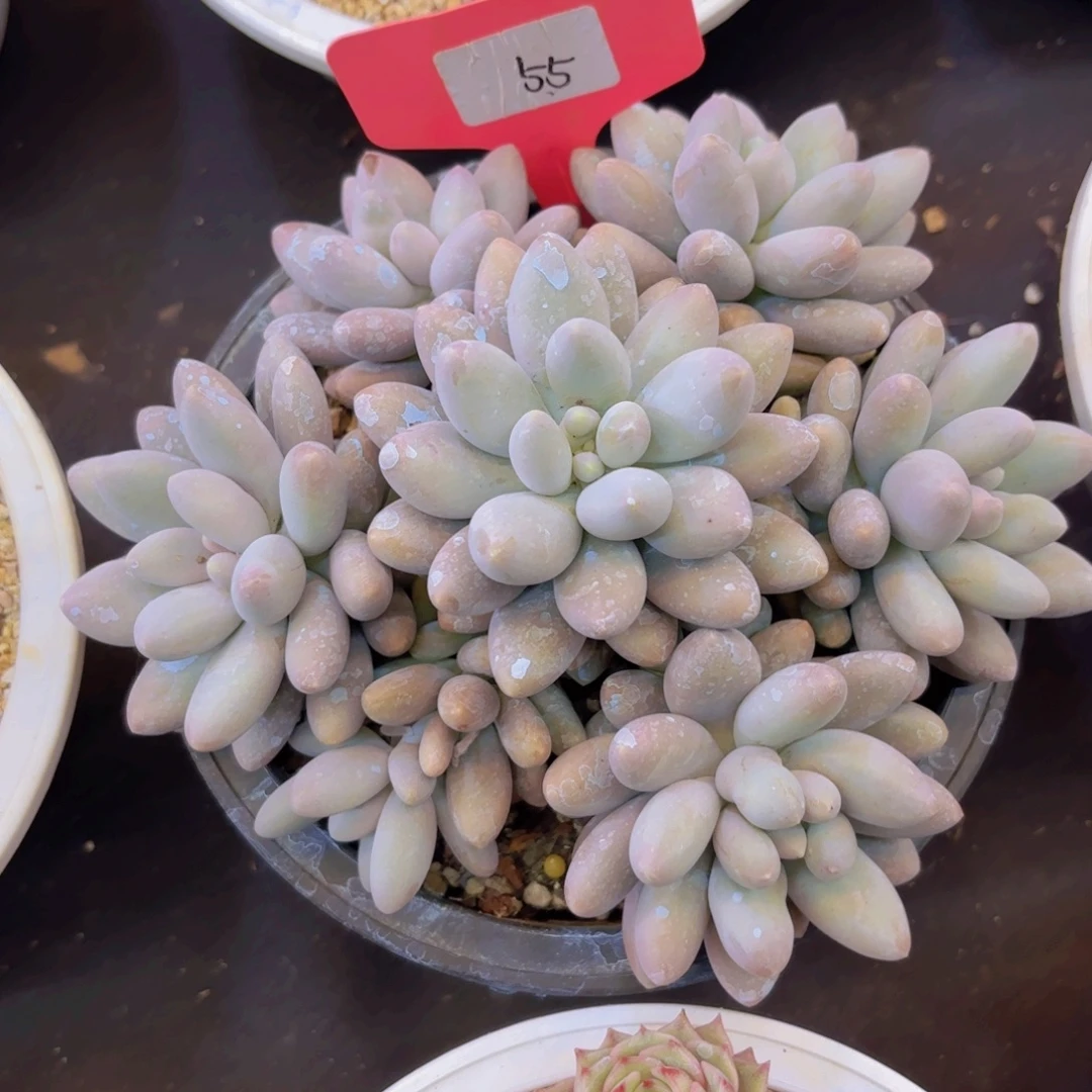 晚***宀云南金致家精品多肉
