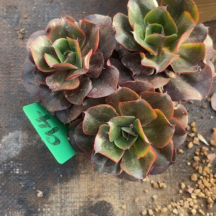 红***姐两单包邮，一物一拍，94