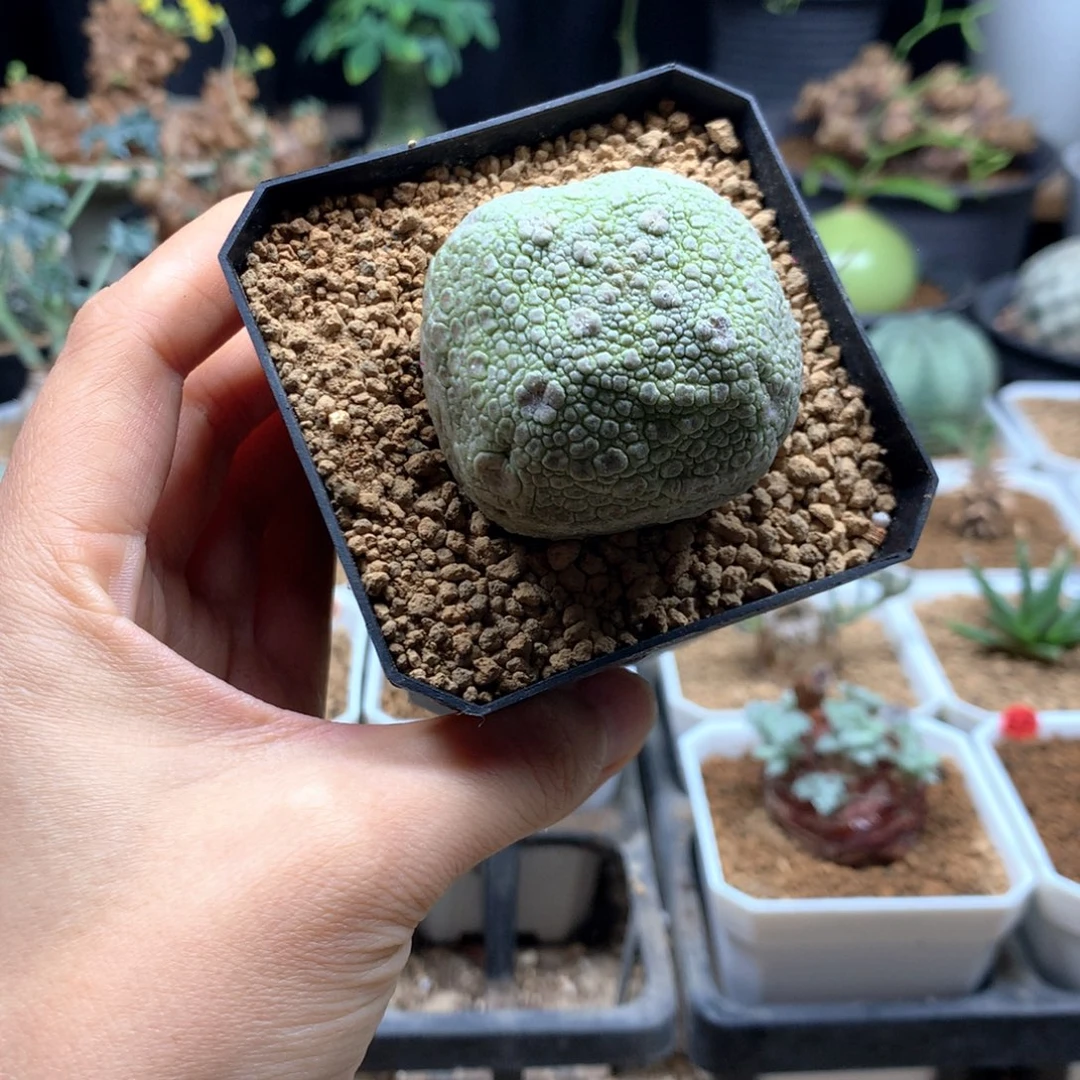 方凝蹄玉母本带盆