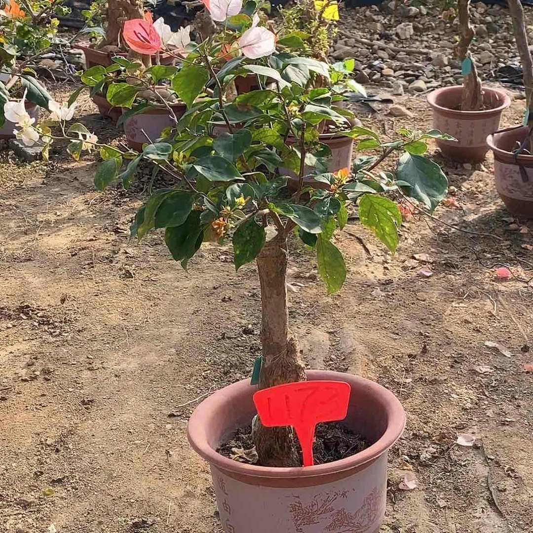 大部分开放少量花苞橙口红1173