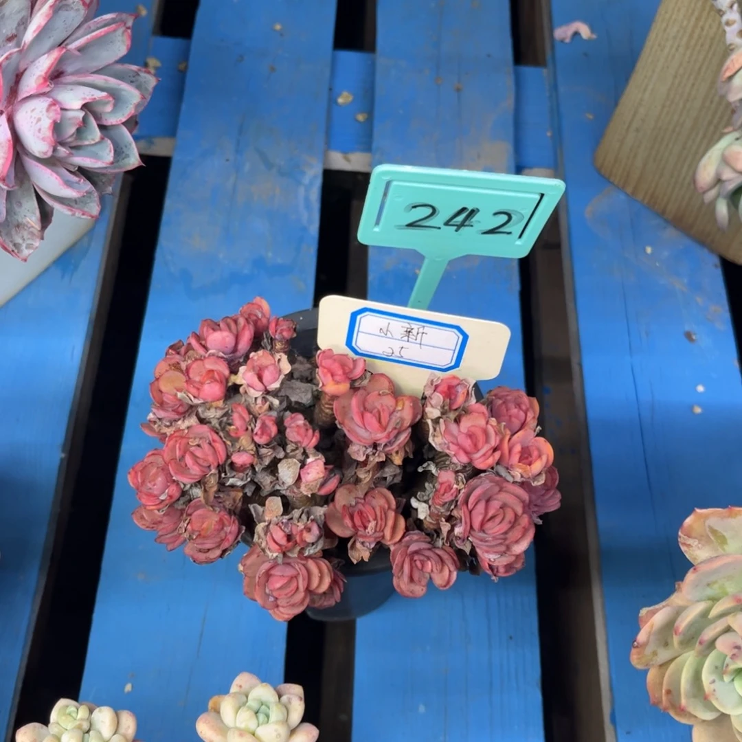 小雨多肉小新秀妍