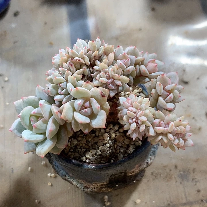 戴露露朵朵缀一体无砍