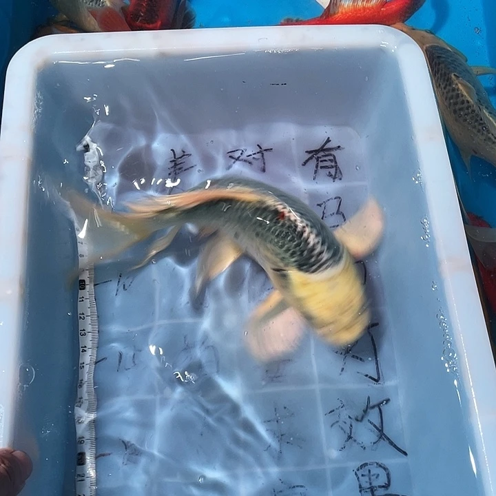 蝴蝶鲤鱼渔场直发91
