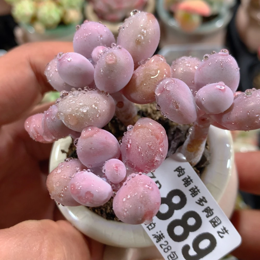 5CM拇指盆精控多肉ZR889