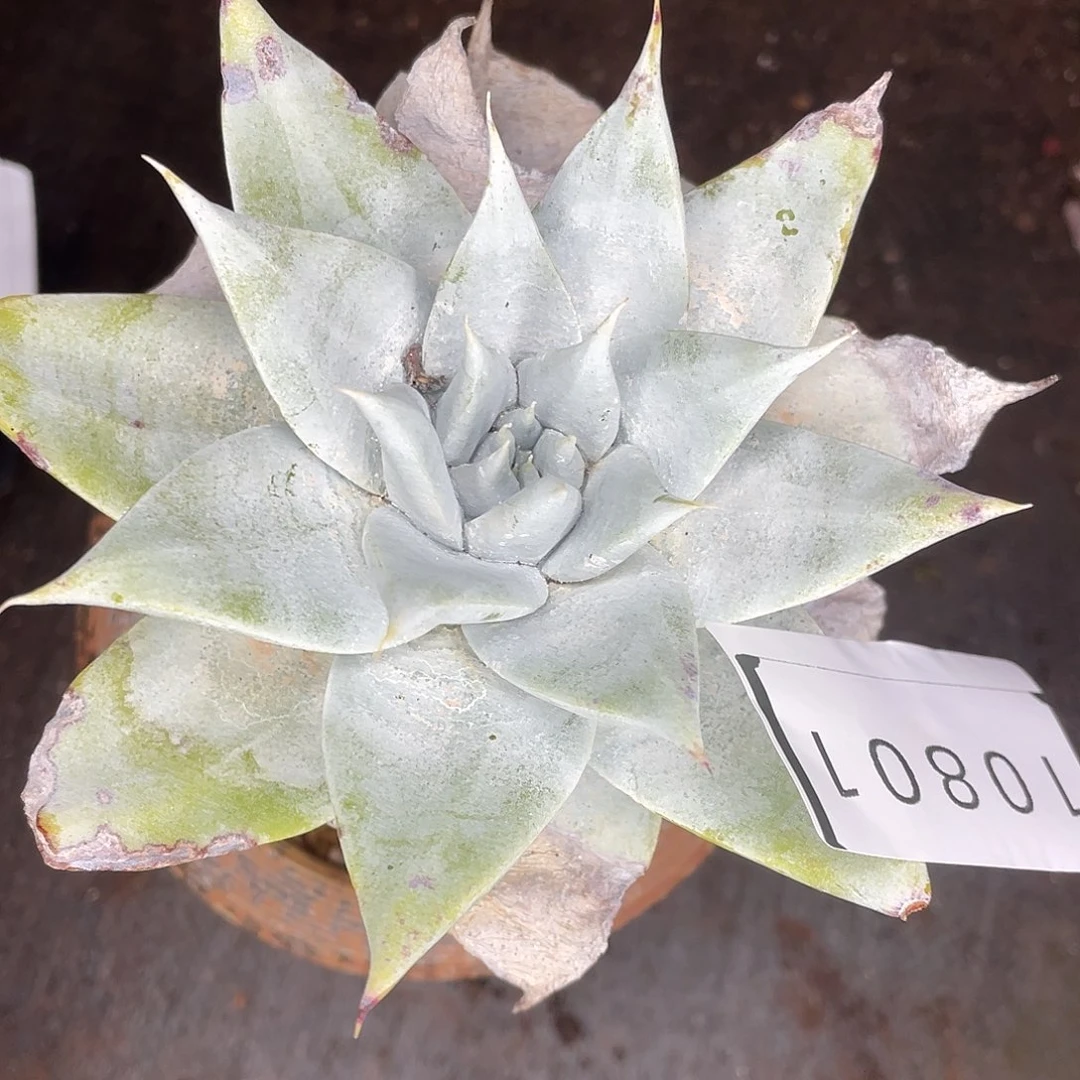 苹果叶雪山老桩多头10801