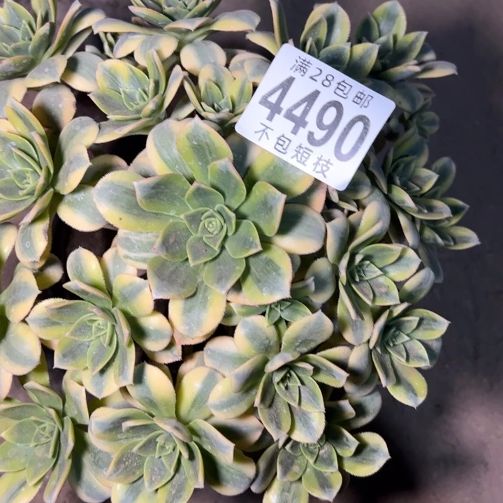 星报多肉植物法师4490