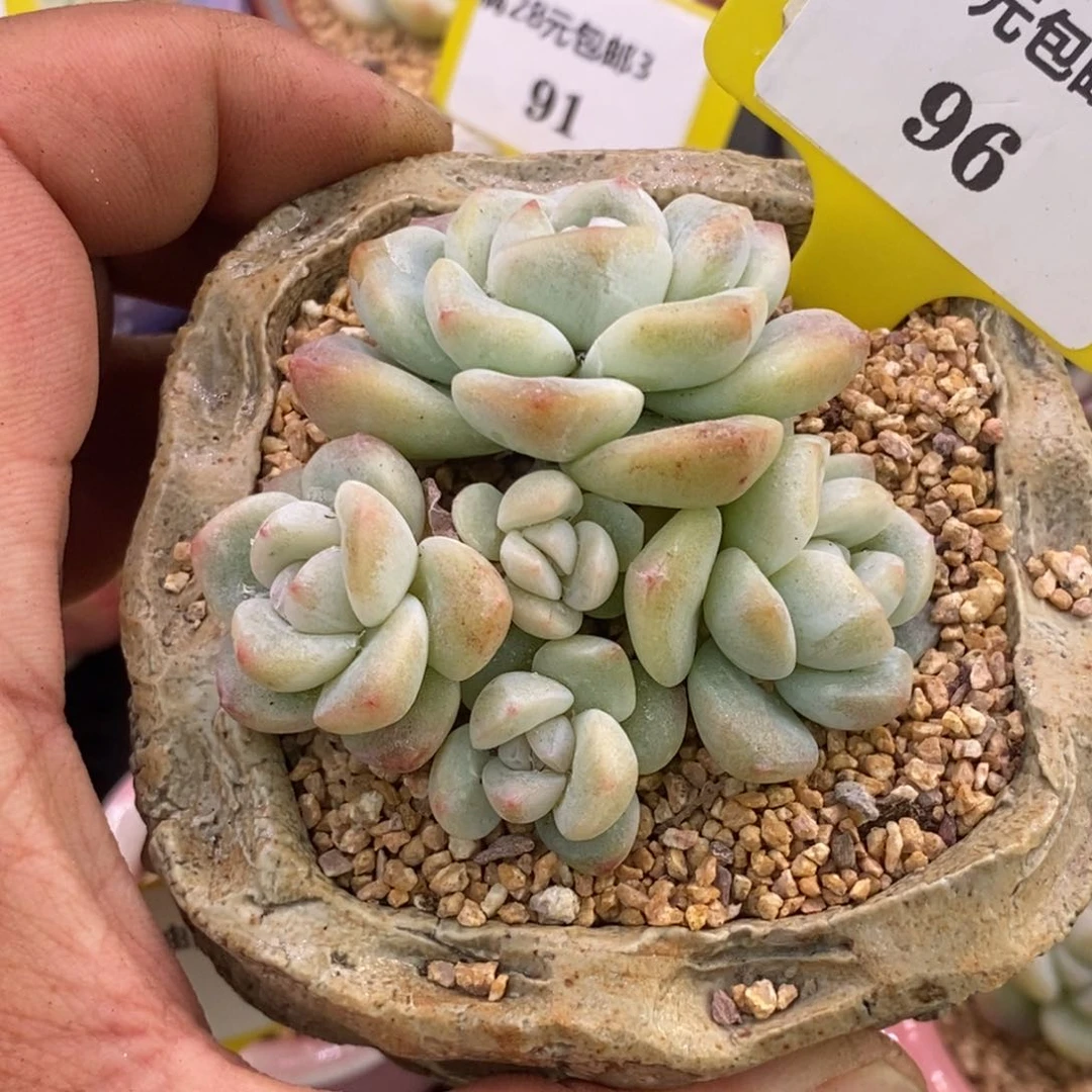 396趴地冰玉5头群多肉