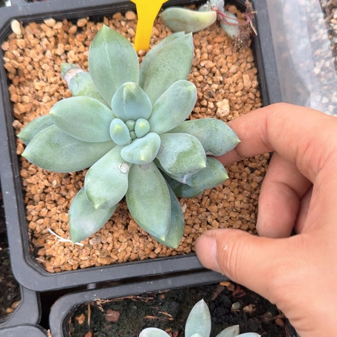 多肉植物胖体哥特945