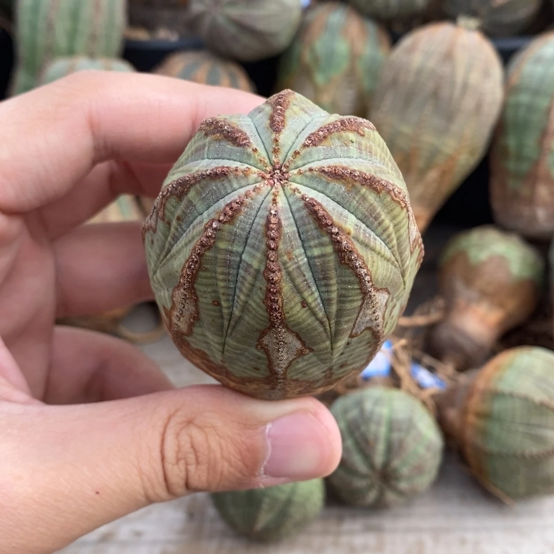 1欧系实生布纹球多肉植物