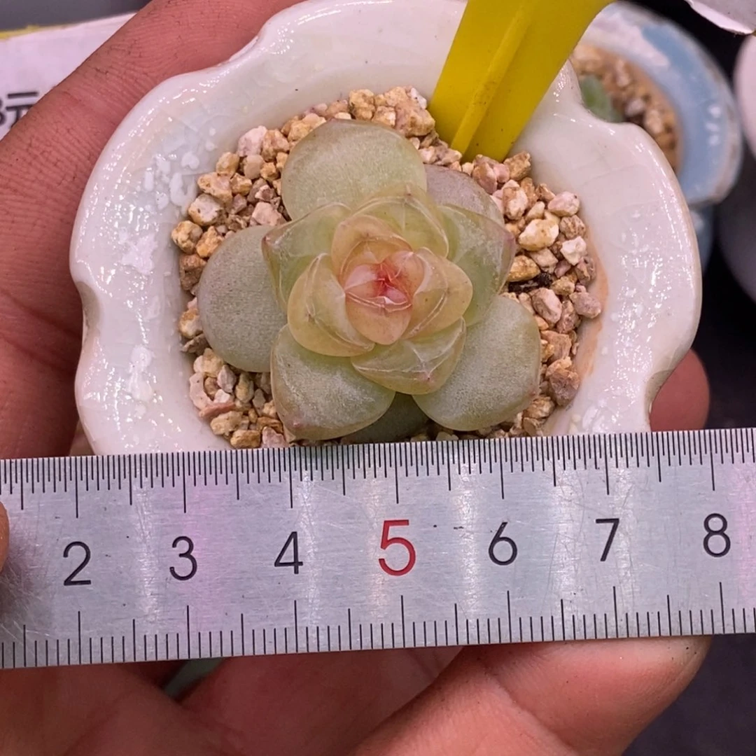 580珍妮单头……………………