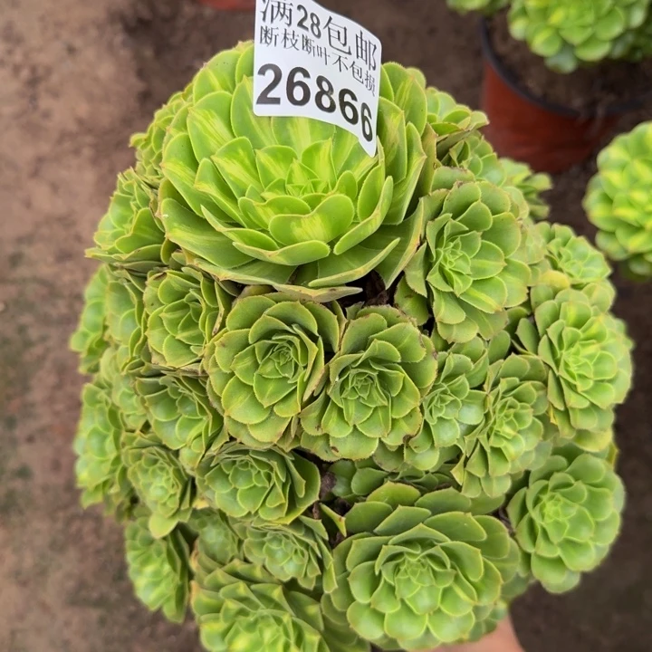 26866南琉璃不包断枝