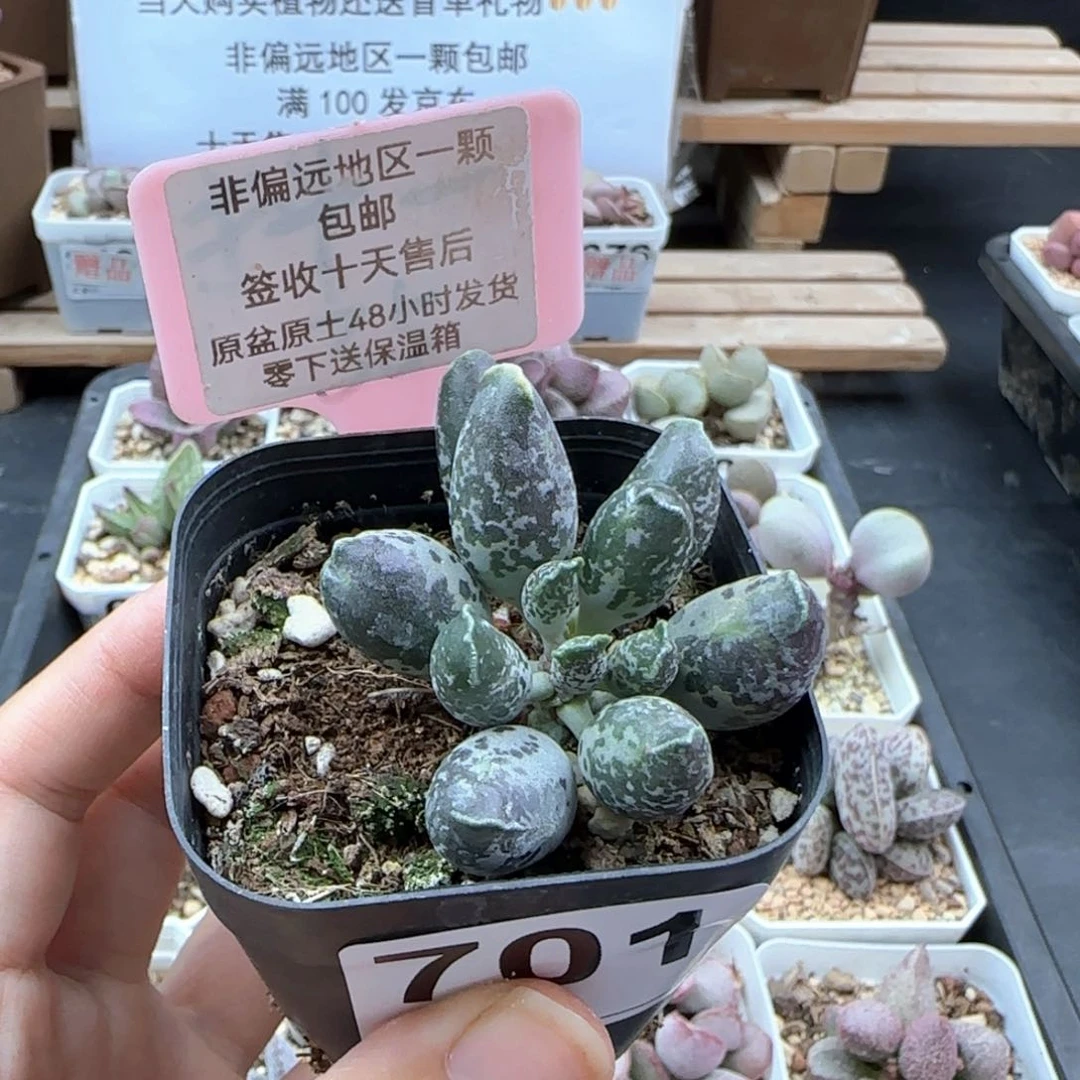 701紫肌海报二代