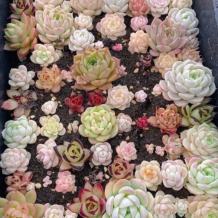 319 多肉植物盆栽花卉植物