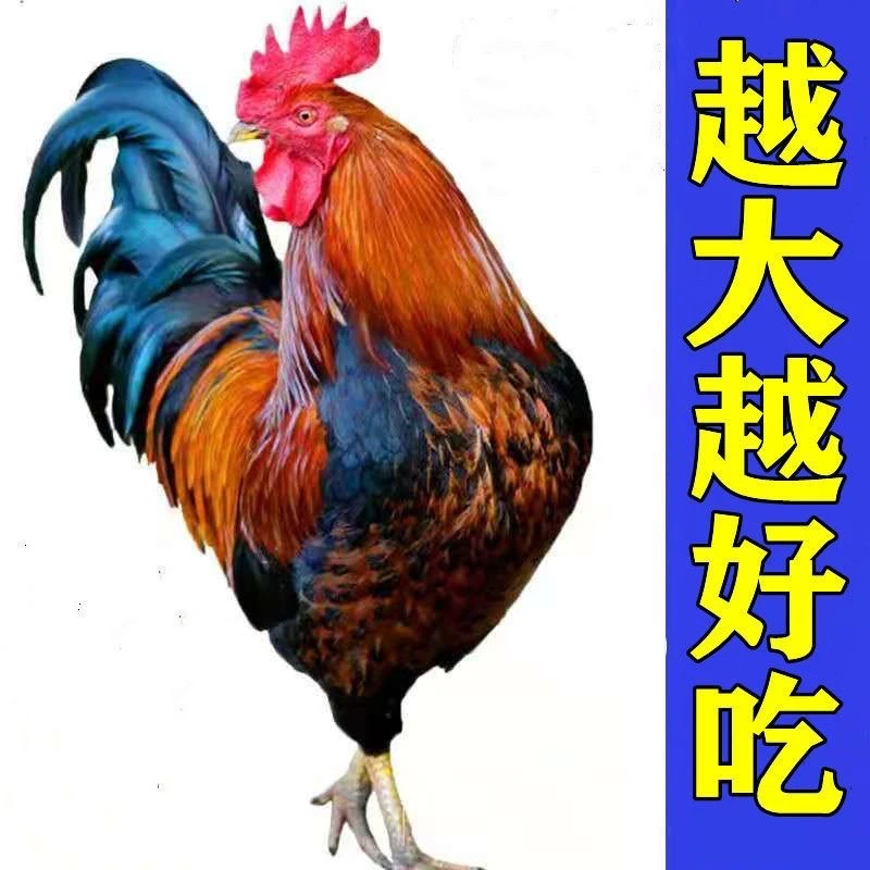 8到11斤自家散养老公鸡发京东顺丰冷链快递