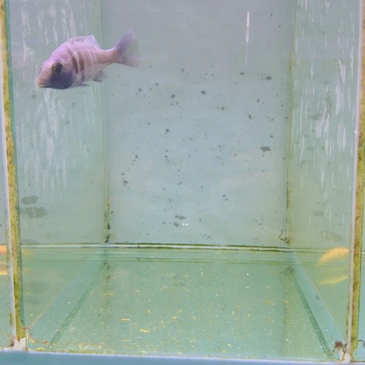 海水692号爆花蓝宝石