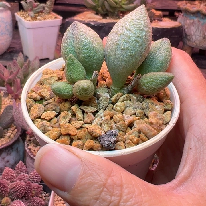 一物一拍，带盆发货